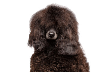 Close-up Portrait of Brown poodle dog looking in camera on isolated white background