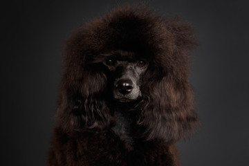 Close-up Portrait of Brown poodle dog looking in camera on gray background