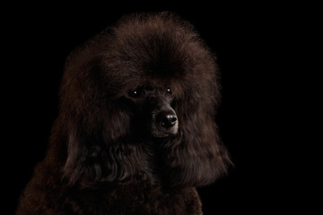 Close-up Portrait of Brown poodle dog on isolated black background