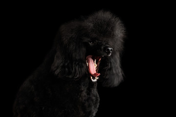 Close-up Portrait of Yawn Black poodle dog on isolated black background