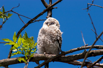 Barred Owl