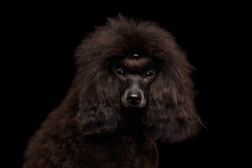 Close-up Portrait of Brown poodle dog looking in camera on isolated black background