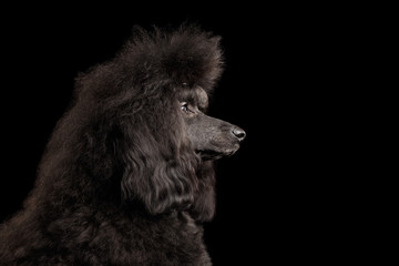 Close-up Portrait of hairstyle Black poodle dog in profile on isolated black background