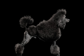 hairstyle Black poodle dog standing , on isolated black background