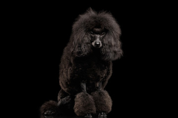 Black poodle dog Sitting on isolated black background