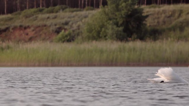 lonely beautiful swan swim in the lake
