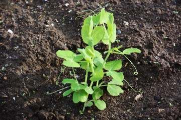 サヤエンドウの発芽