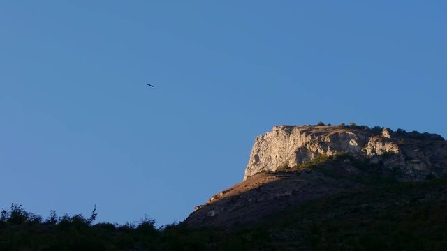 Eagle soars high in the sky