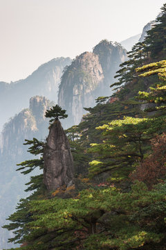 Pine trees on cliff edge, Huangshan Mountain Range in China. Anhui Province - Scenic landscape with steep cliffs and trees during a sunny day.