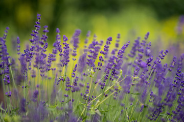 Lavender bushes closeup during the day. Lavender field closeup. Blooming lavender. Sunlight gleaming over purple flowers of lavender. Provence, France.