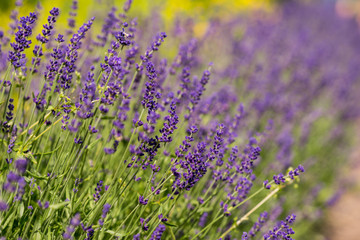 Lavender bushes closeup during the day. Lavender field closeup. Blooming lavender. Sunlight gleaming over purple flowers of lavender. Provence, France.