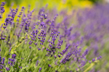 Lavender bushes closeup during the day. Lavender field closeup. Blooming lavender. Sunlight gleaming over purple flowers of lavender. Provence, France.