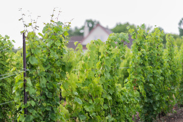 Beautiful lush green vineyard on a sunny summer day. Riesling grape vines fresh after the summer rain. Winemaking tradition.