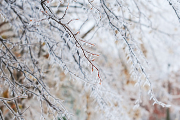 Nature encased in ice after a storm. Ice storm in Toronto, frozen water droplets on branches. Beautiful background, shallow depth of field with copy space. Icicles on leaves and branches.