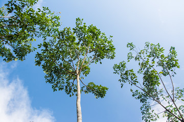 rubber tree , rubber plantation