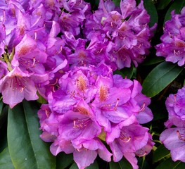 Rhododendron