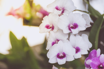Beautiful purple white orchids flower