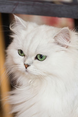 White Persian cats