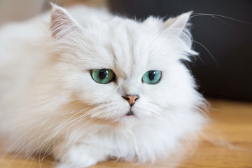 White Persian cats