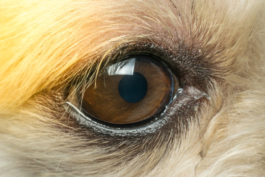 Macro Of Dog Eye