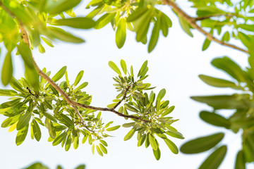 Obraz premium Green leaf isolated on white background.