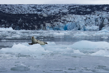 Seal, Zodiac Boat Glacier Lagoon Tour, Iceland