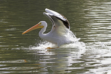 Pelican landing at Los Angeles wildlife reserve