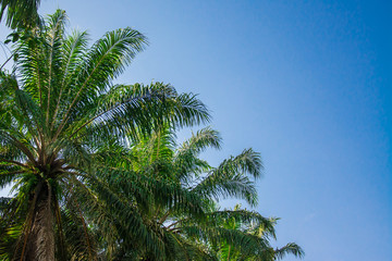 Fototapeta na wymiar Palm garden , plantation