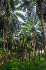 Palm garden , plantation