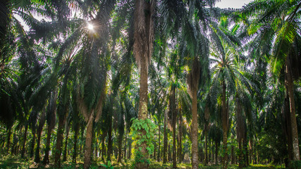 Palm garden , plantation