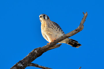 AMERICAN KESTREL or SPARROW-HAWK, Falco sparverius perched on a branch with blue sky background