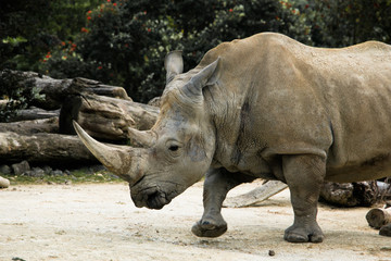 Naklejka premium Rhinoceros