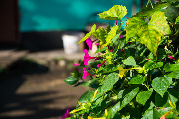 Obraz na płótnie Canvas Bindweed's flowers on blurred background.