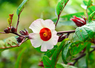 Hibiscus sabdariffa or roselle flower © dasuwan