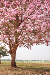 Fototapeta premium Pink trumpet tree or Rosy trumpet tree, Pink tecoma tree.