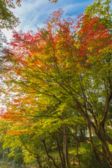 The maple and autumn leaves.The shooting location is Arisugawa Park in Minami Azabu, Minato-ku, Tokyo, Japan. 