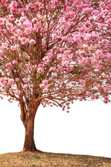 Pink trumpet tree or Rosy trumpet tree, Pink tecoma tree.