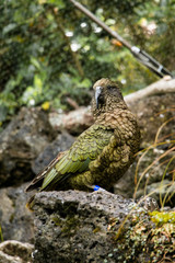 Kea