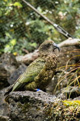 Kea
