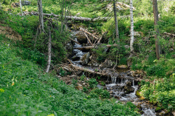 Fototapeta na wymiar Forest waterfall and brook