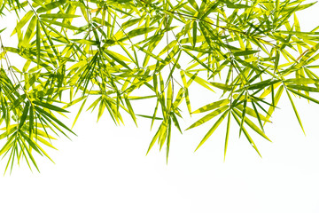 Bamboo leaves