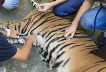veterinarian treat the tiger