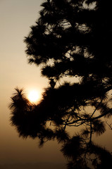 Trees silhouettes against sunrise background