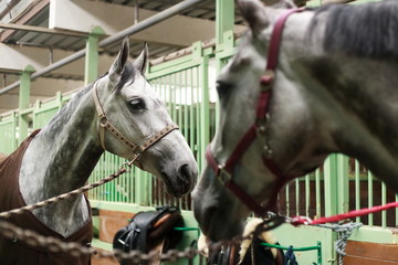 Obraz premium horses in the stables after the show jumping competition