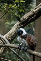 Cotton-top Tamarin