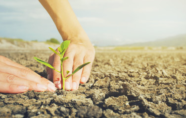 Female hands holding tree growing on cracked earth,environmental problems,love nature,growing tree...