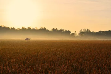 Photo sur Plexiglas Hiver Foggy Field And the morning sun
