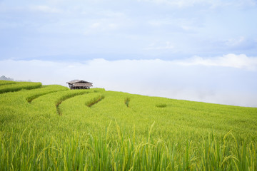 rice field scenery with morning fog