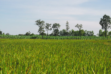 Fototapeta na wymiar Fresh rice with green leaves in farm