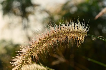 Water droplets on grass/Dew on the grass